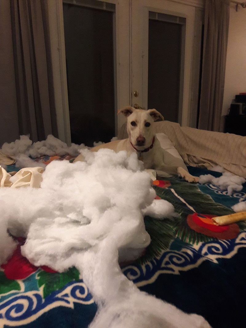 A white dog wearing a collar sits on a multicolor blanket. In the foreground, atop the blanket, is a lot of stuffing from what appears to be the inside of a pillow.