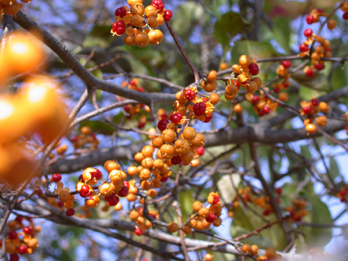 Invasive Vine 